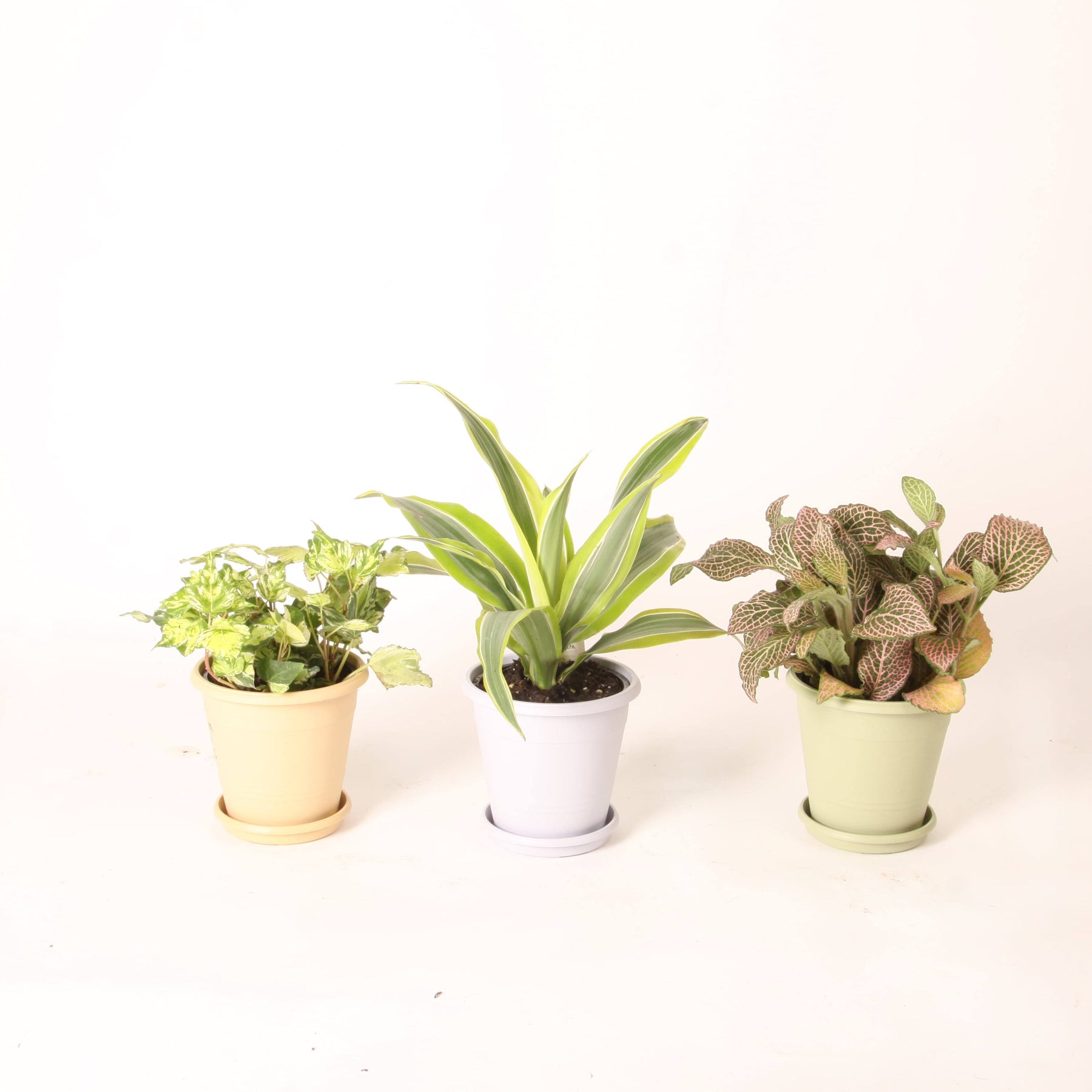 Costa Nursery Farms 4.4" Colorama Exotic Angel Plant - Each